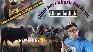 Client hoyi Khush PALAI say Alhumdulillah Or new entry hogai😍🥰✅🐂🐐