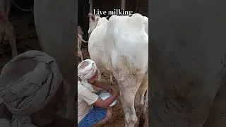 mini blog #yutubeshort  #vlogvideo Sham ke samay live milking