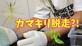 【カマキリ脱走ハプニング】虫かごから飛び出して大騒ぎ！夏休みの虫取り