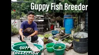 Guppy Fish Breeding | Guppy Fish Collection | Red Tiger Motaguense