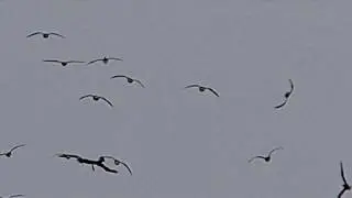 Tumbling Snow Geese MBO blog