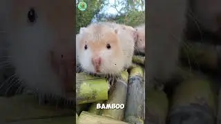 Why China Breeds 2.2 Billion Bamboo Rats! 🐀😳