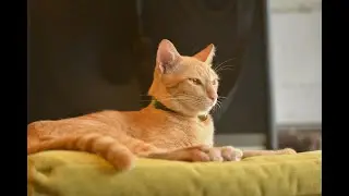 What Your Cat's Bedtime Ritual Reveals About Their Wild Instincts!