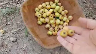 Harvesting Rare Autumn Hawthorn  🍂🌿 | Picking Sweet Wild Garden Fruit 🍃