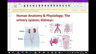Human Anatomy & Physiology; The urinary system; Kidneys:- 158. #kydneys #neet #medical #anatomy