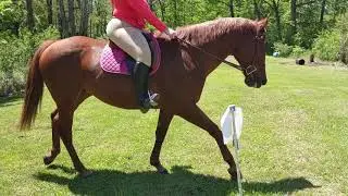 FCF - Mother Knows Best Virtual Horse Show