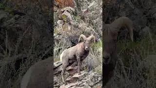 Watching Wild Bighorn Sheep in Waterton Canyon