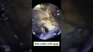 Under The Microscope➡️ Black chicken🐔......#Microscope #microscopeworld #microscopechallenge