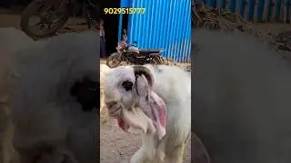 Paale Hue Bakre Hyderabadi And Beetal - #bakra #viral #bakraeidspecial #goat #reels #share #farm