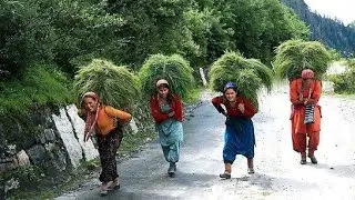 Most peaceful And Relaxing Nepali DomesticwesternNepal Lifestyle Organic food cooking in countryside