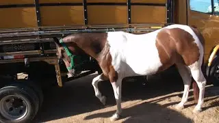 🐎 Maior é melhor Feira de Cavalo é em Caruaru PE, Terça 3/4/2026 só os Top de luxo,,,