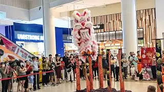 You Won't Believe What's Dancing on a Pole at JCube! Rabbit or Lion?