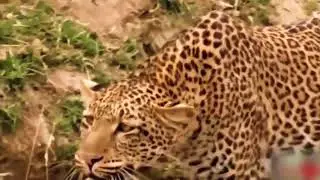 Tiger hunting scene