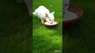 #belli or kutta ka kahani #comedy #funny #shortsfeed #animals #love