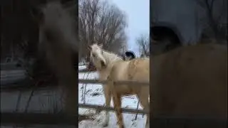 Из жизни котов и лошадей... From the life of cats and horses... #fantasy #cat #horses #pets