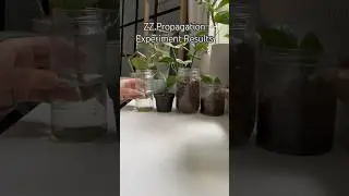 ZZ Prop Experiment RESULTS #shorts #houseplants #plants #propagation