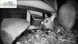 Possum Removal from homes using one way doors and cameras for efficient fast cost effective outcome