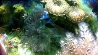 A day in the life of a micro reef...