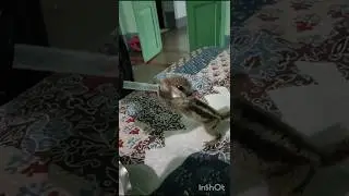 #baby #squirrel #feed #pranabchatterjeetraveller