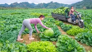 CEO Girl&rsquo;s First Vegetable Harvest | Off Grid Survival Life | Triệu Khang