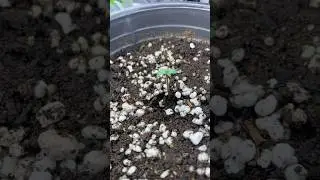 Auto Purple, from Original Sensible Seeds. Around 5 weeks old.