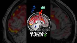 Your brain washes away toxins during sleep | Glymphatic system #Neuroscience #Sleep #Brain #Health