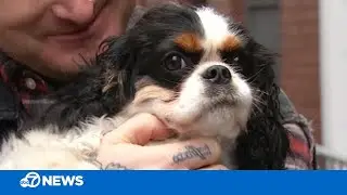 Owner pays $1000 to get stolen dog back after San Francisco car break-in