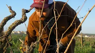 Pruning a HUGE Old Vine
