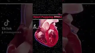 Heart pumping blood animation