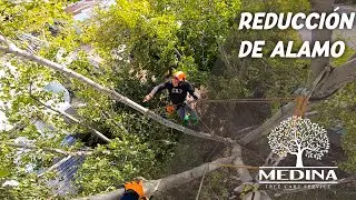 Poda de Altura / reducción de álamo