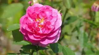 Cranborne Manor Garden, Cranborne, Dorset, Southern England (UK) - July 2021