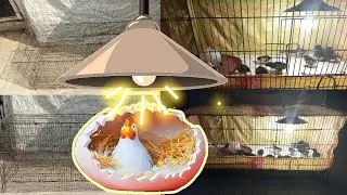 How to make | Cheapest Chicks Brooder | DIY homemade
