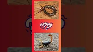 Centipede vs. Scorpion - Who Wins the Night? #insectbattle #naturebattle #insects #wildlifebattle