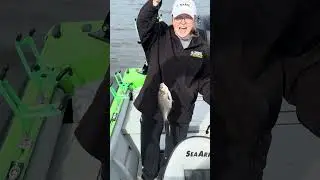 catching gizzard shad with minnows #fishing