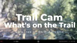 Trail Camera on our Raw AZ 41Acres Property | What's on the trail
