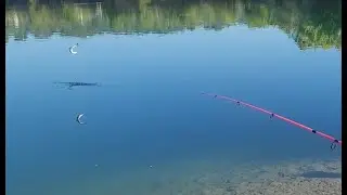 3 Forellen in 15 Minuten beim Anfischen