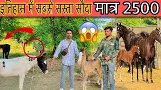 इतिहास में सबसे सस्ता सौदा हुआ घोड़ी के बच्चे का मात्र 2500 रुपए में |मालिक की आंखें नम हो गई।#horse