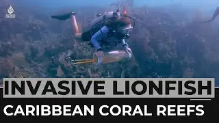 Spread of invasive lionfish threatens Caribbean coral reefs