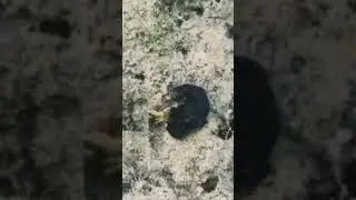 Turbellaria hunting a crab #animalshorts #short