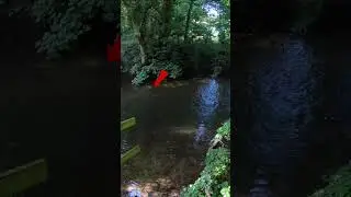 These fish crushed our bugs! 🐜🐛🐞
