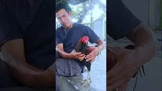 raut wajah mas brow ini sumringah #ayam # chicken #animals #funny #fyp