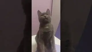 Саймон - СПОРТСМЕН - КОТ #blackjackproduction #cat #saimon # #прикольныекоты