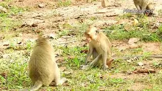 Monkey Daro Vs Monkey Folio fighting strong monkey Superman