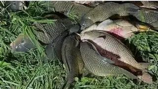 😱😱🐠How to Throw A cats net Fishing Video -Eaisiest and Best Way#viral#fishing#viralvideo #