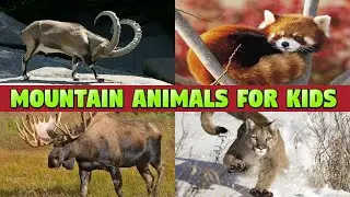 MOUNTAIN ANIMALS FOR KIDS - FUN LEARNING THE NAMES AND SOUNDS OF MOUNTAIN ANIMALS