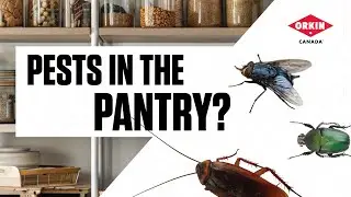 Tips To Keep Pests Out Of Your Pantry | Orkin Canada