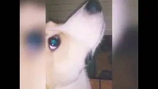 SLOWMO CORGI PUPPY EATING 