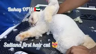 Sultana first grooming  😺😍 #cat #kitten