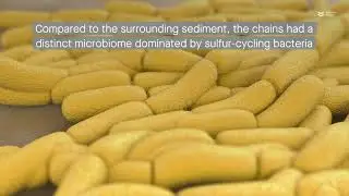 Sulfur-cycling microbes accelerate corrosion of steel in the deep-sea