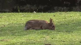 Coronavirus, nei giardini della Milano deserta ricompaiono le minilepri